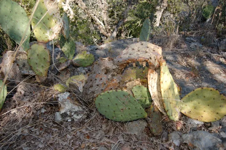 Diseased cactus leaves in nature