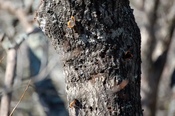Butterflies hiding on a tree trunk