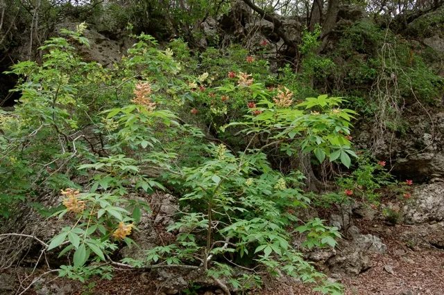 Understory bush blooming under a large oak tree