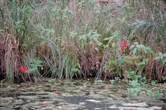 Image of a bog surrounded by grasses
