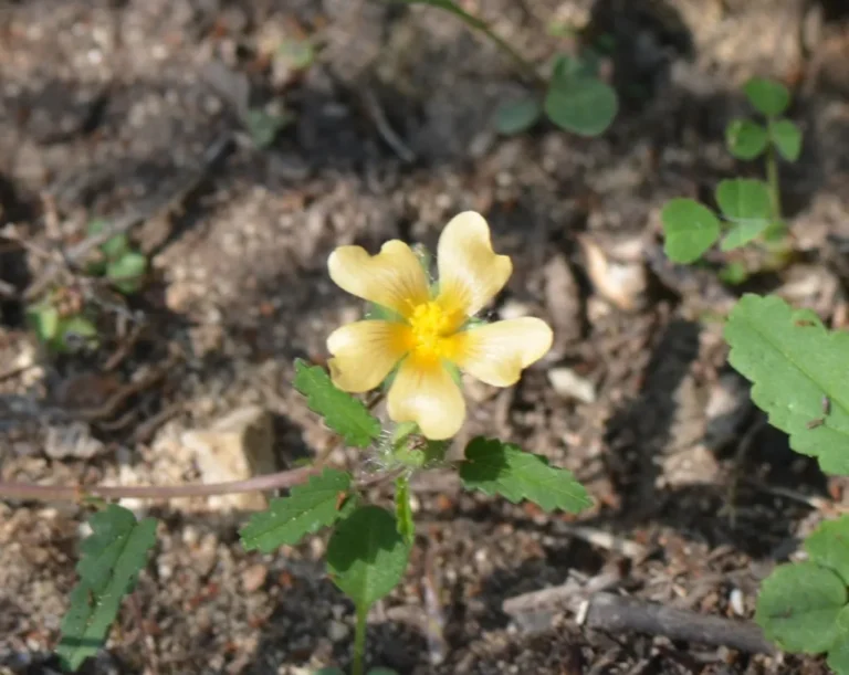 Yellow flower