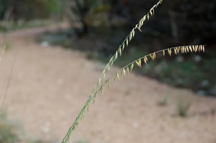 Two stalks of grass, covered in seeds