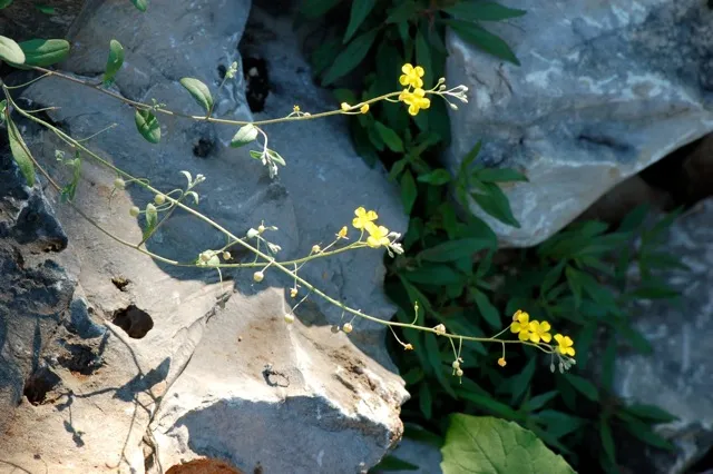 Small yellow flowers in rocky outcropping