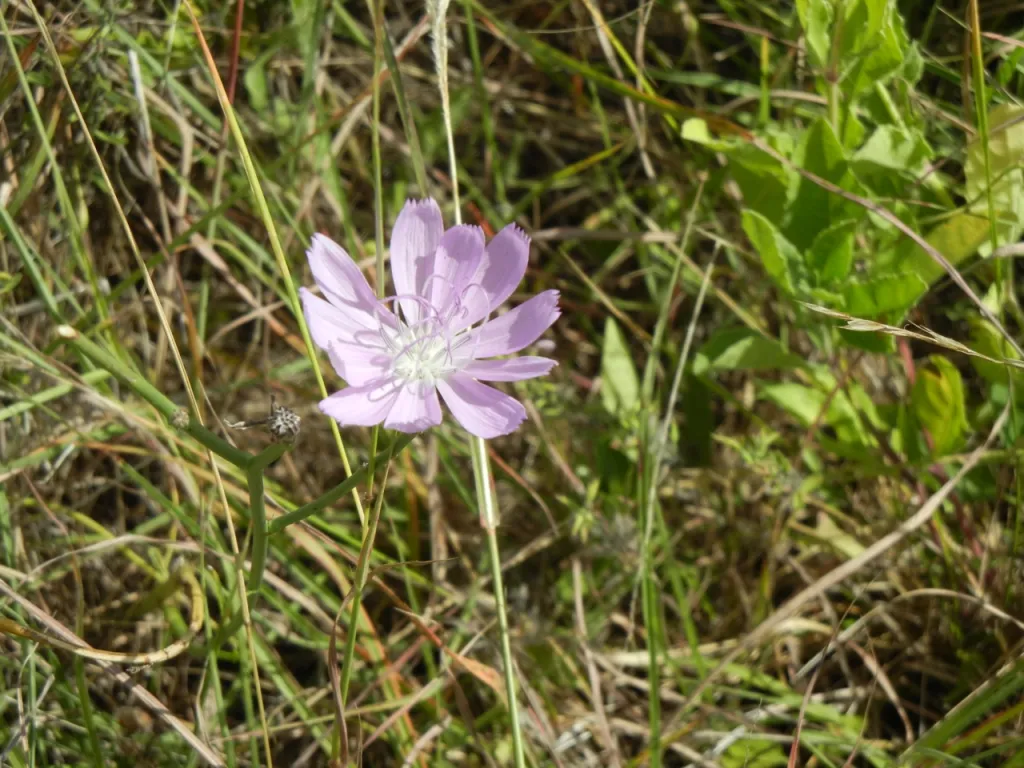 Light purple flower