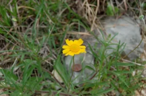 Yellow flower