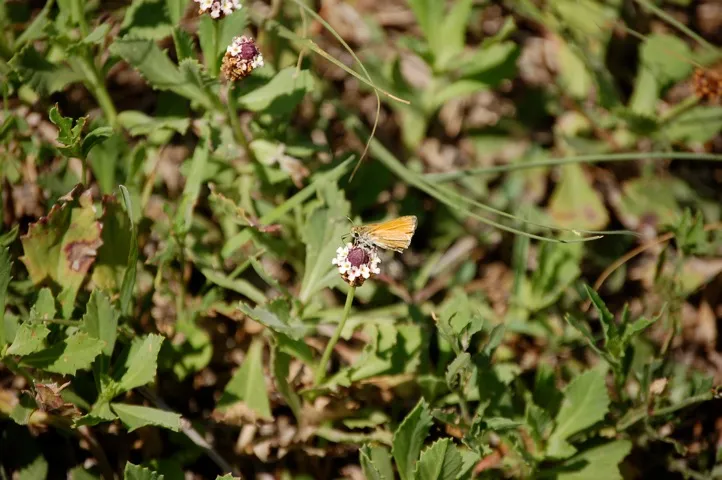 Small moth on a tiny white blossom