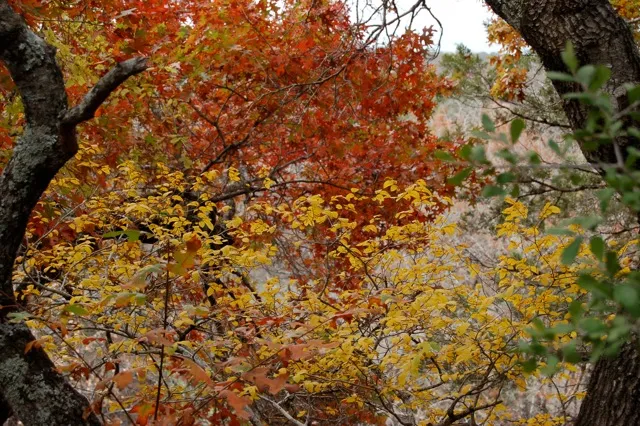 Fall foliage, orange and yellow