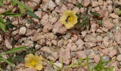 Yellow flowers growing in gravel