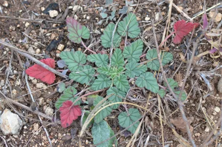 Small leaves, green and red