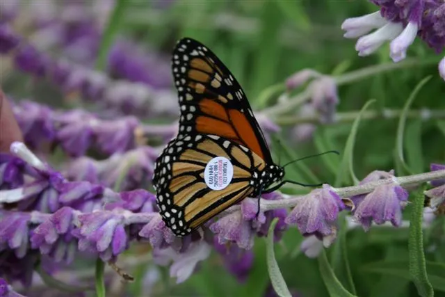 Butterfly on purple flower