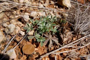 Small green plants next to penny