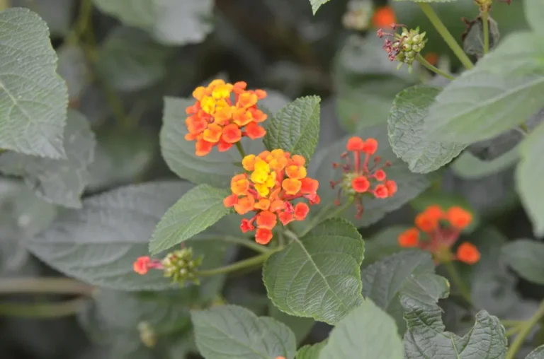 Bright orange flowers