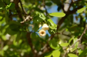 Small white flowers