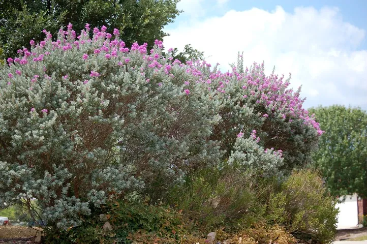 Landscape of bushes with light green, rounded leaves and purple blossoms