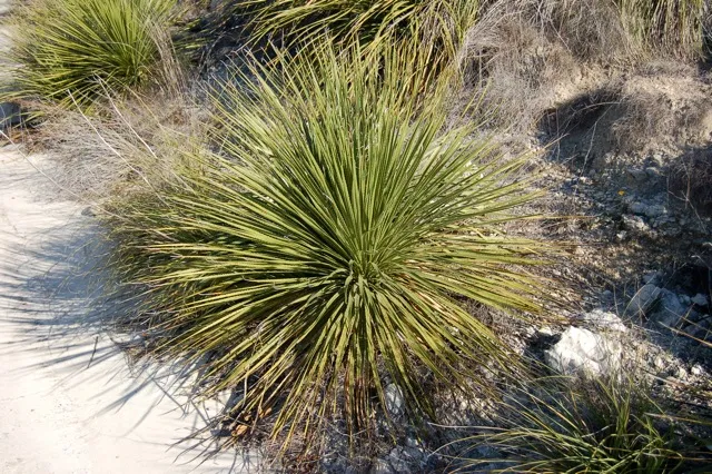 Plant with spikey leaves