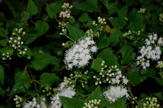 Plant with dark green leaves and white flowers