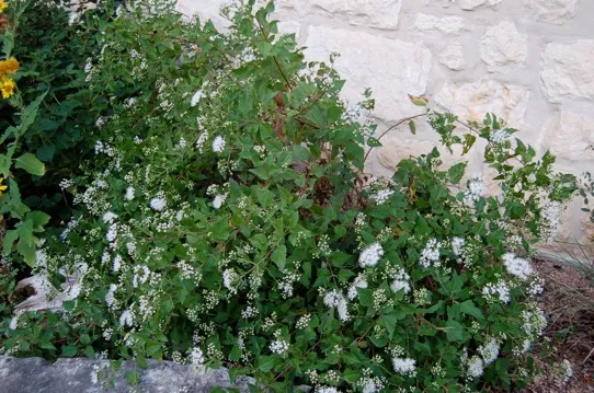 White floweres in a bed next to a wall