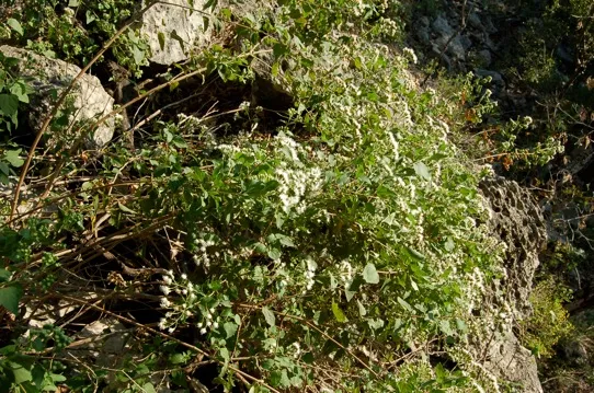 Plant growing over a rocky ledge
