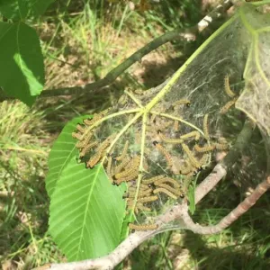 Webworms eating leaf