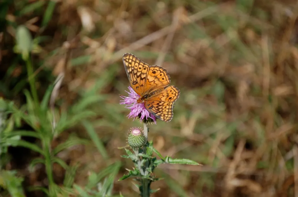 Butterfly on purple thistle