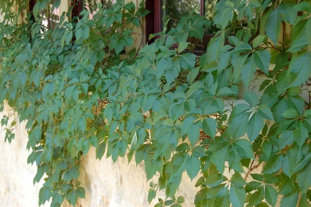 Green vine flowing over a wall