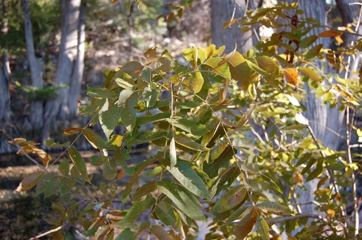Image of leaves on a tree