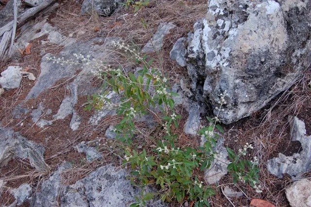 Small plant surrounded by rocks