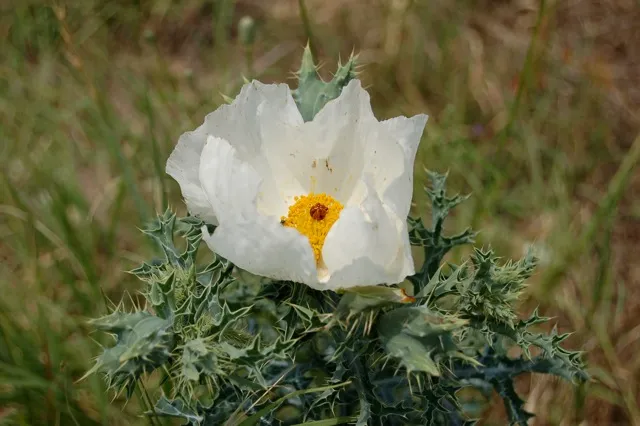 White flower with yellow center and prickly leaves