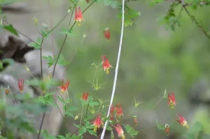 Small red flowers