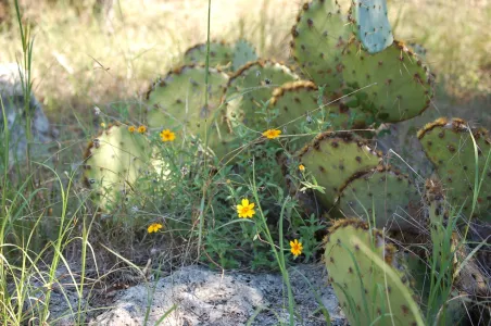 Yellow flowers in front of cactus