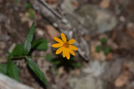 Yellow flower