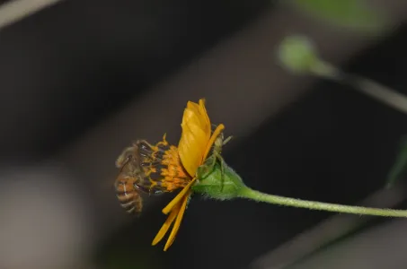 Bee on yellow flower