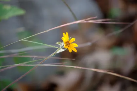Close up of small yellow flower