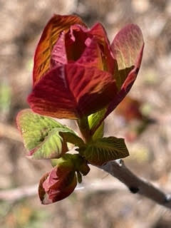 Photo by Elizabeth Bouchard