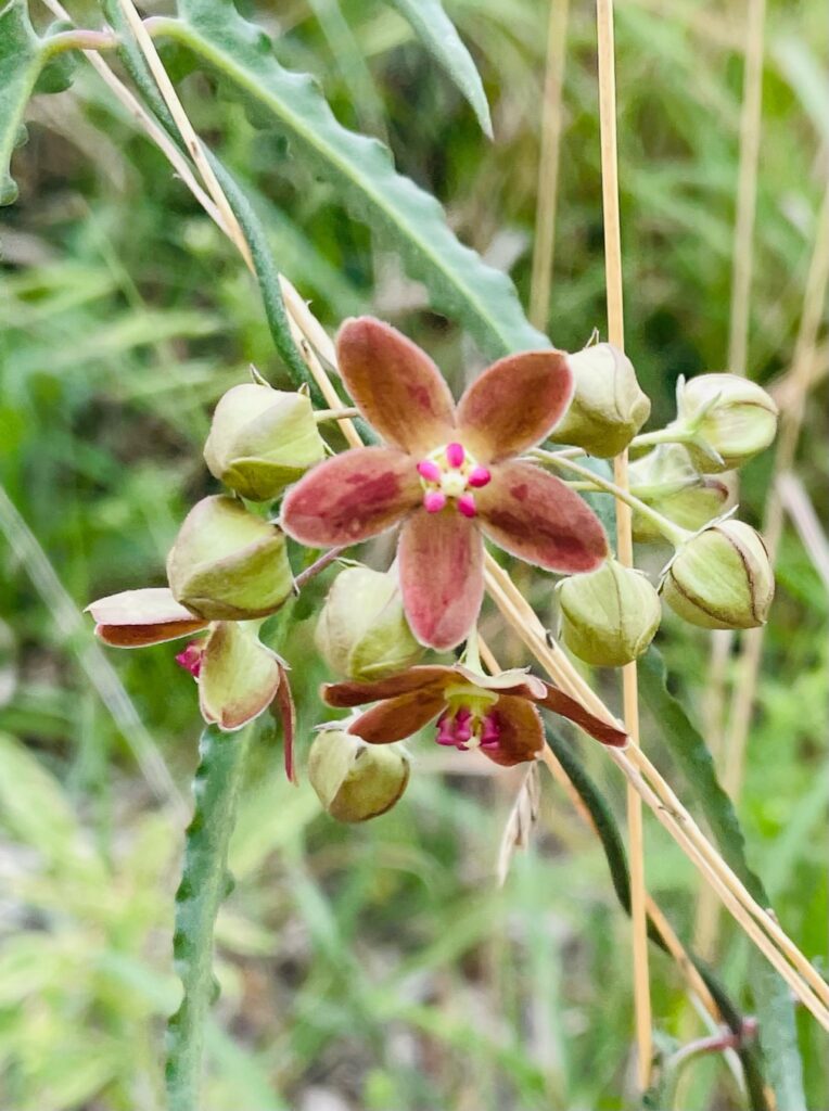 photo by Linda O'Nan