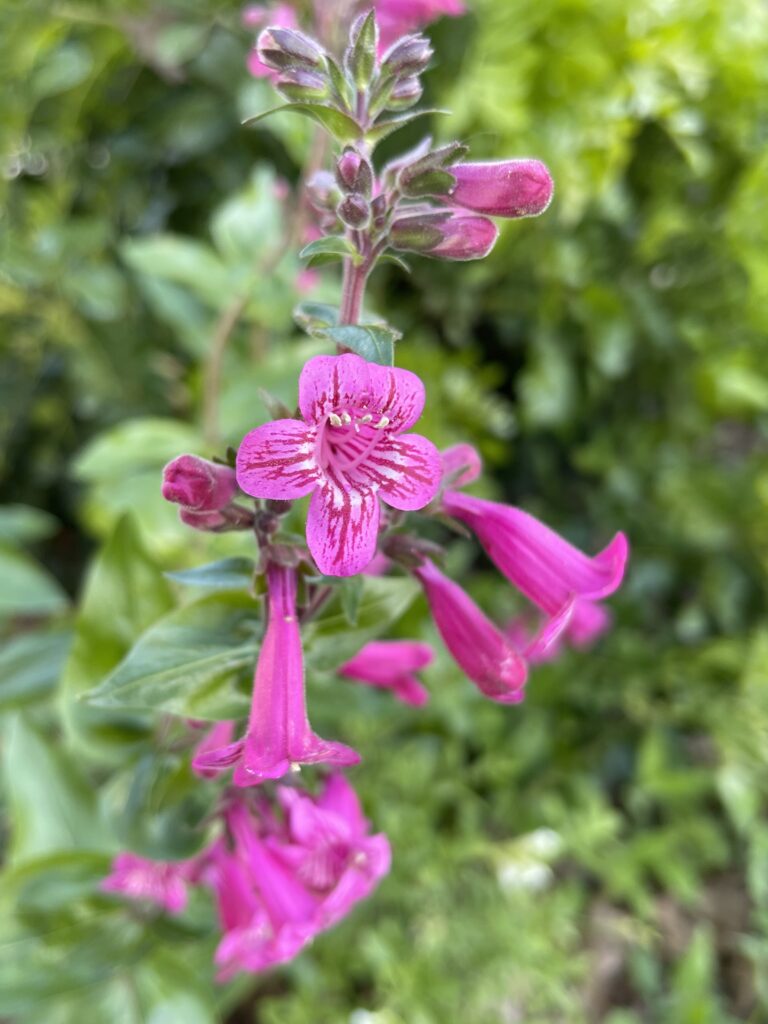 photo by Betty Saenz