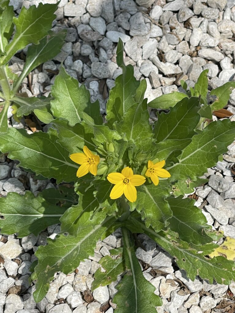 photo by Betty Saenz