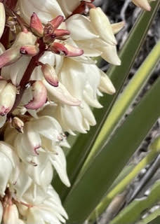 photo by Elizabeth Bouchard