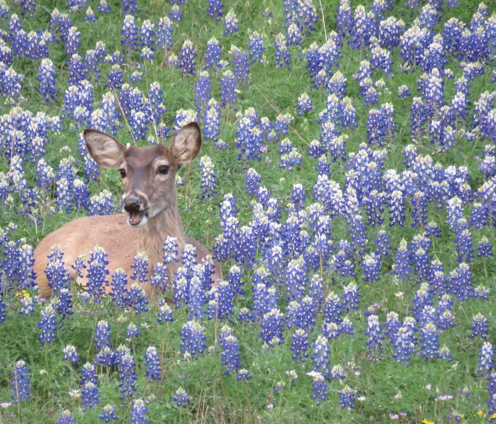 photo by Betty Cruikshank