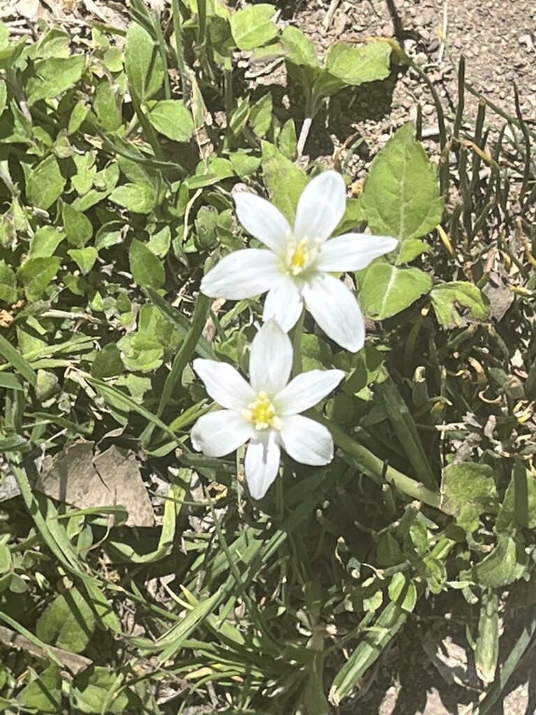 photo by Pat Campbell