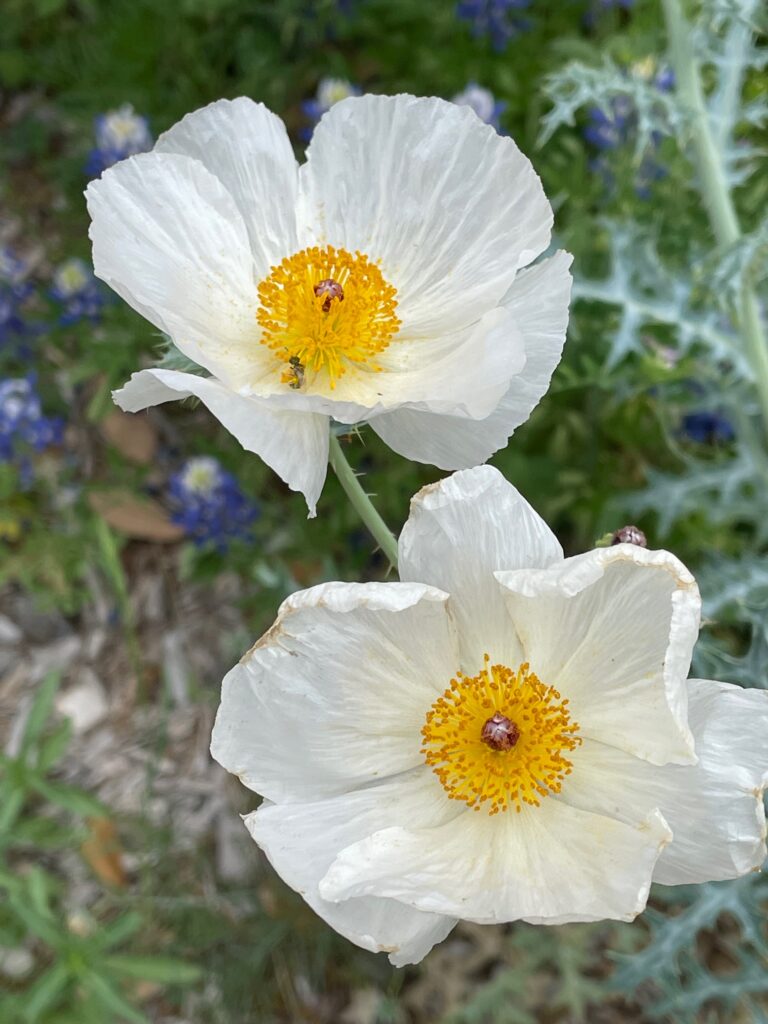 photo by Linda O'Nan