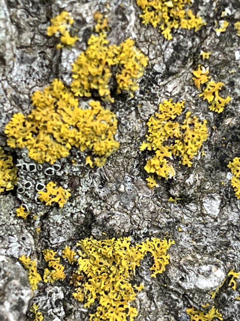 photo by Pat Campbell