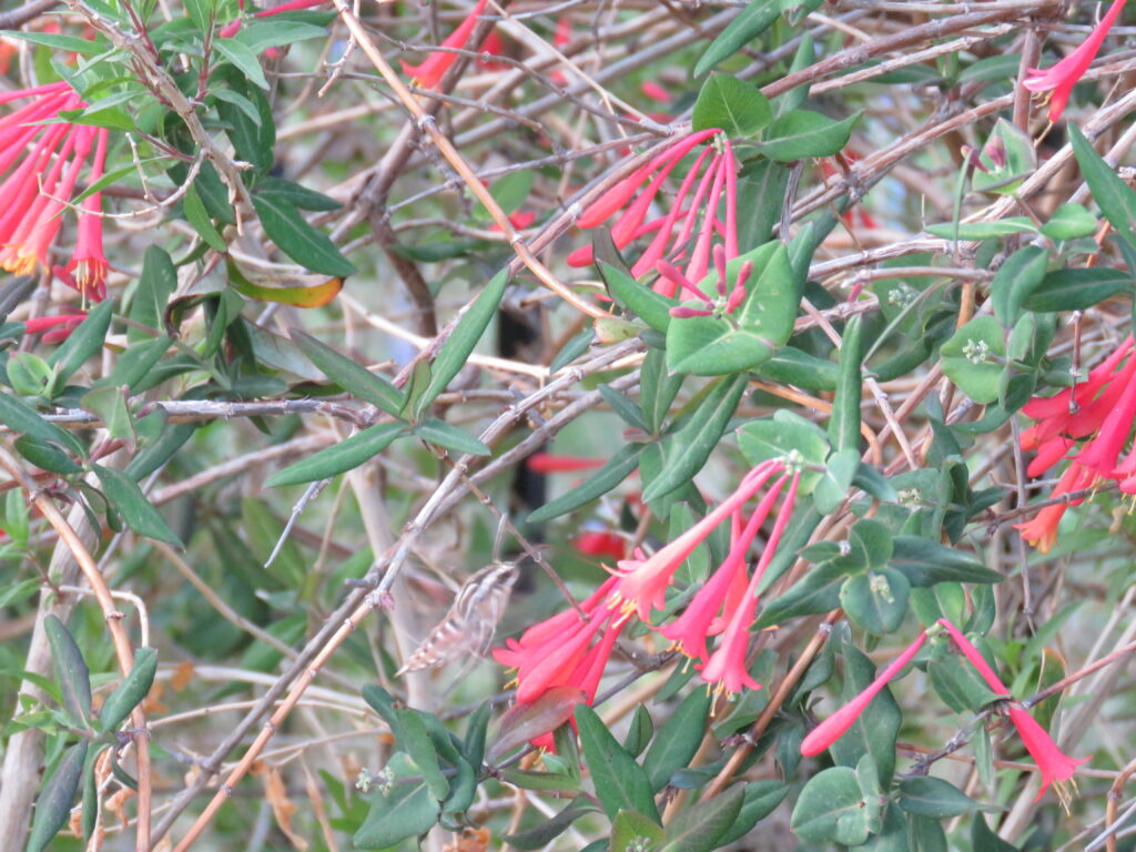 photo by Betty Cruikshank