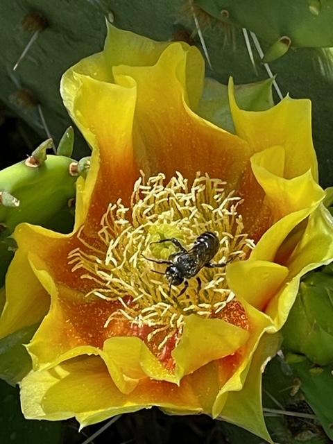 Photo by Louise Suhey