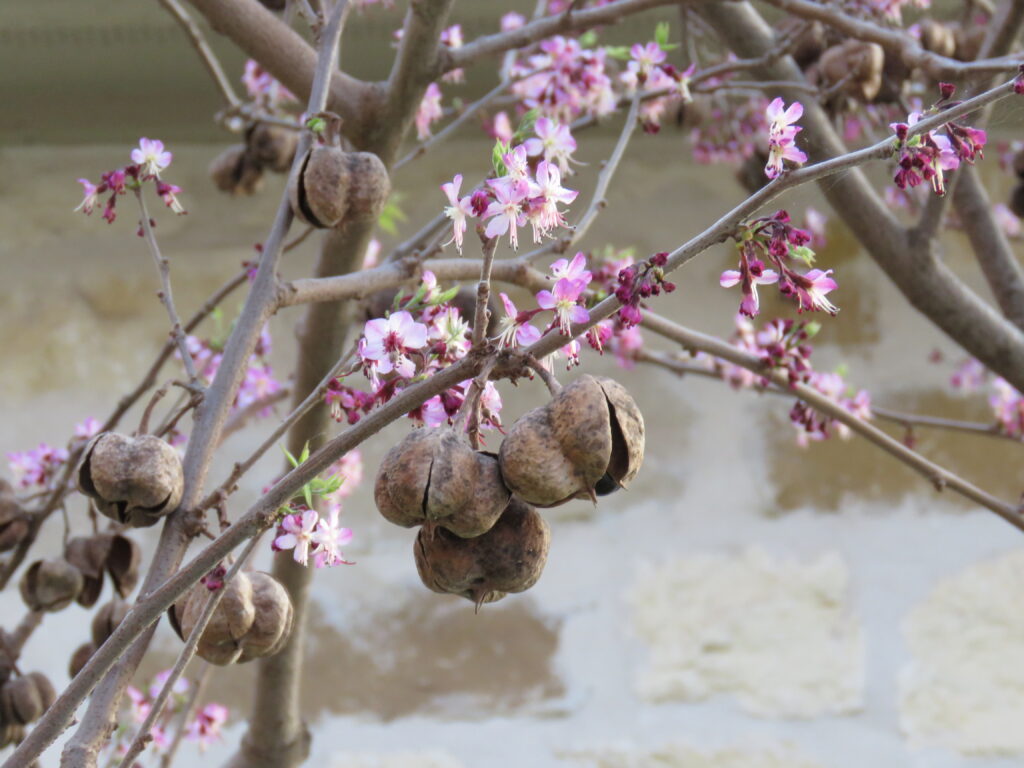 photo by Betty Cruikshank