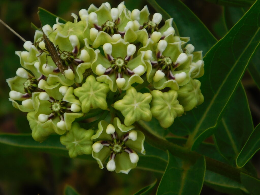 photo by Cassie Oberhaus