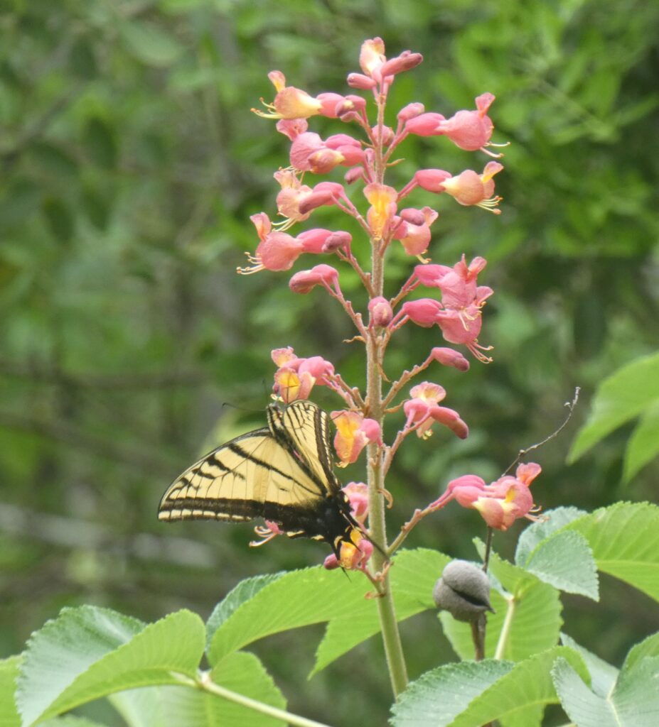 photo by Joan Muckherjee