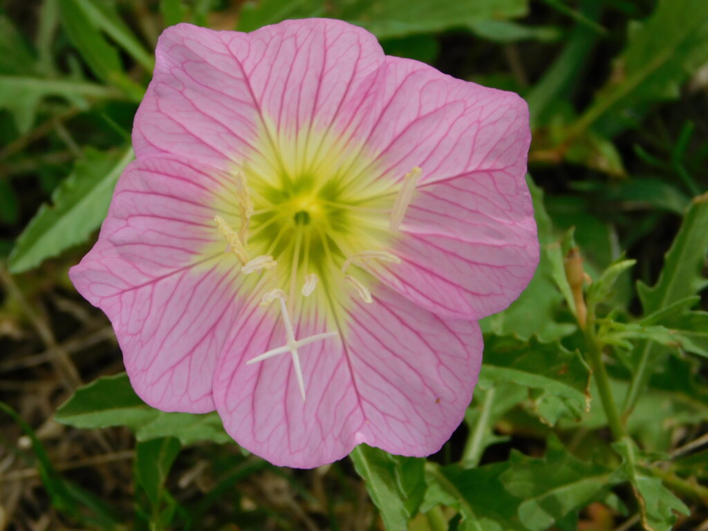 photo by Cassie Oberhaus