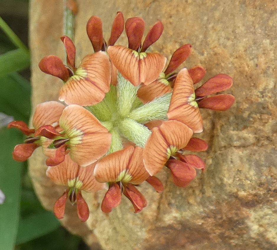 photo by Joan Mukherjee