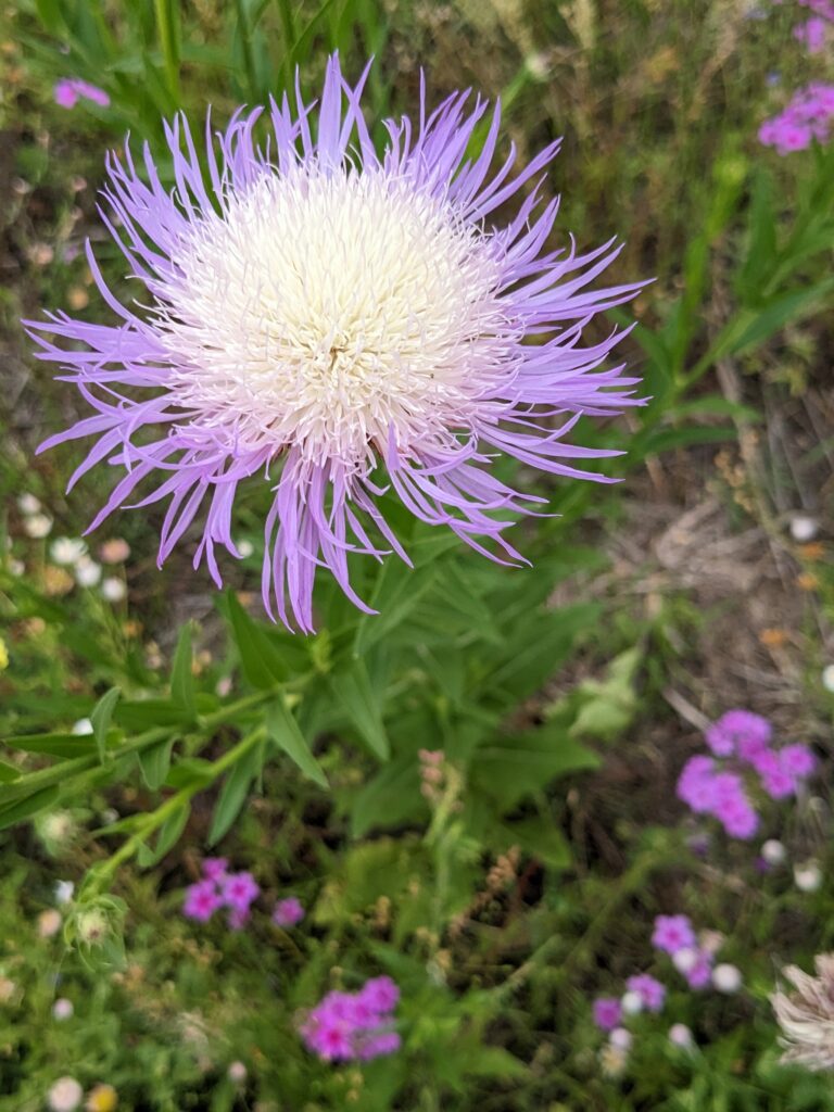 Photo by Diane Mitchell